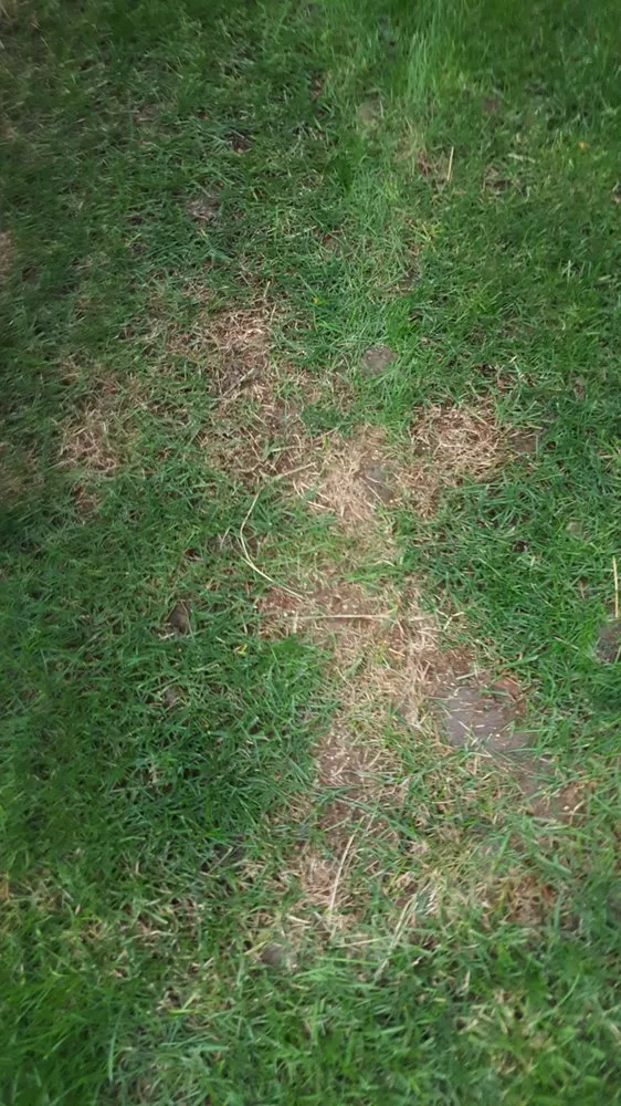 Custom lawn mowing service for year-round maintenance in Lakewood, CO by Lawn Doctor