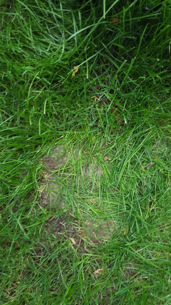 Professional garden landscaping in Lakewood, CO by Lawn Doctor