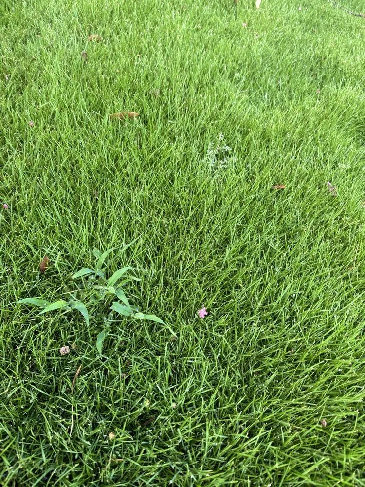 Affordable landscaping services experts serving Magnolia, TX - Lawn Doctor