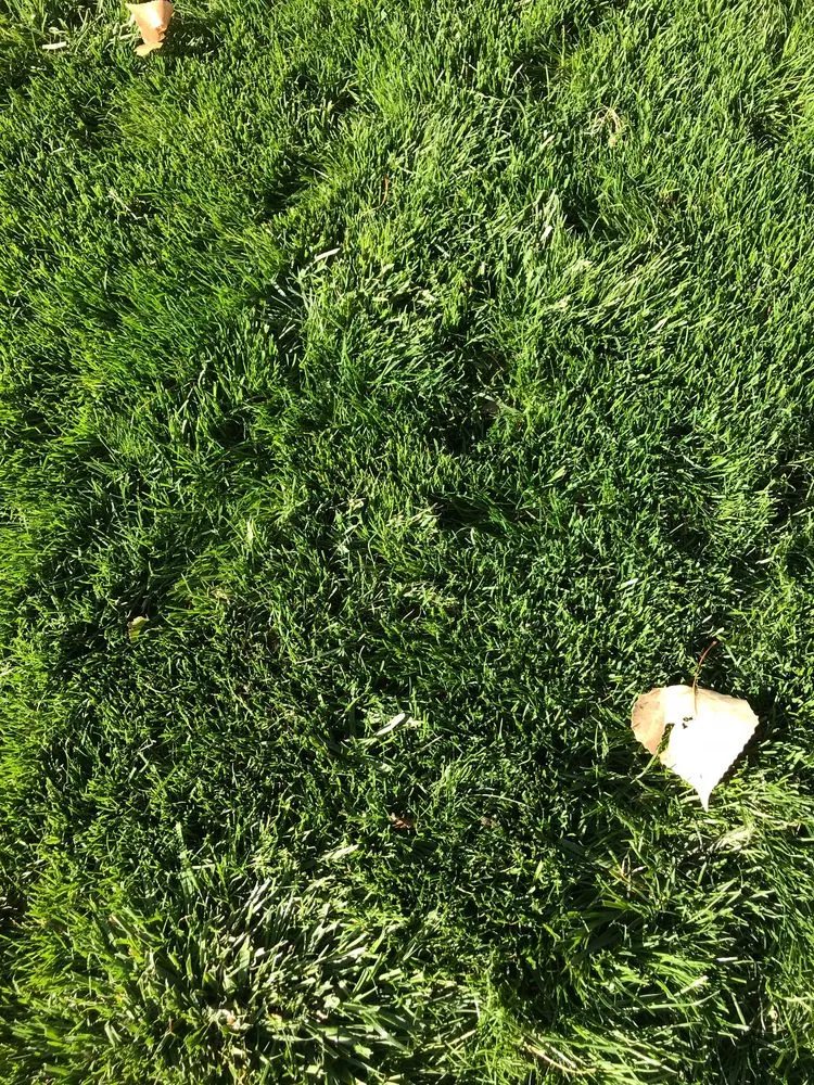 Affordable yard cleanup service for year-round maintenance across Albuquerque, NM - Lawn Doctor of Albuquerque