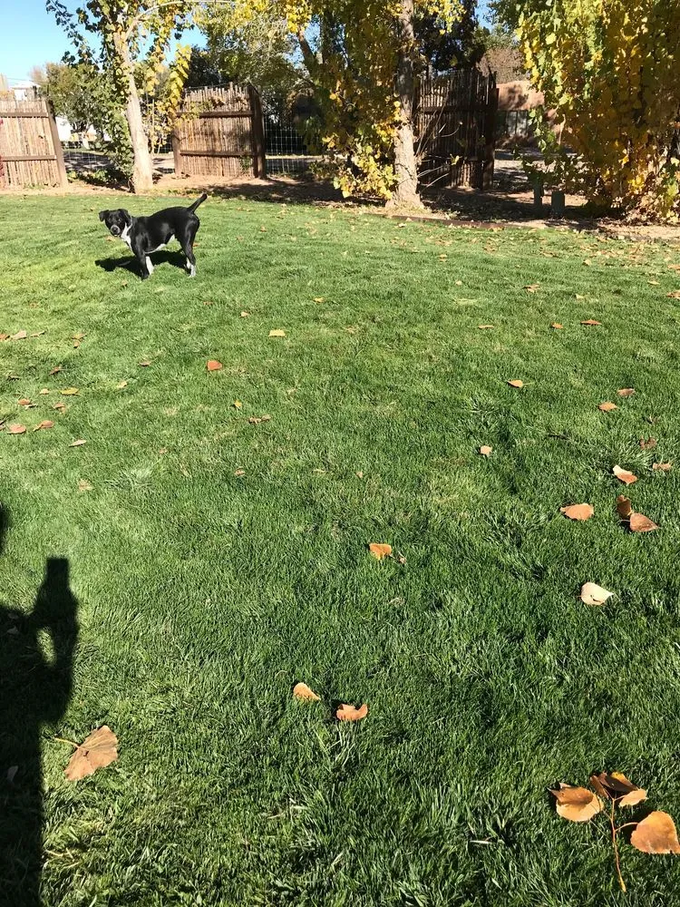 Custom landscape design in Albuquerque, NM by Lawn Doctor of Albuquerque