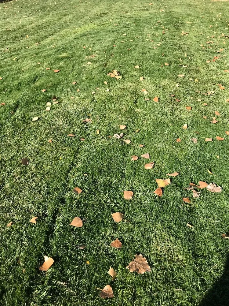 Expert residential landscaping experts serving Albuquerque, NM - Lawn Doctor of Albuquerque