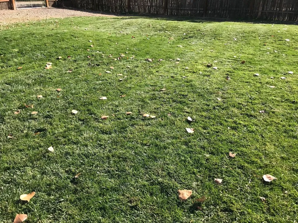 Local landscape design in Albuquerque, NM by Lawn Doctor of Albuquerque