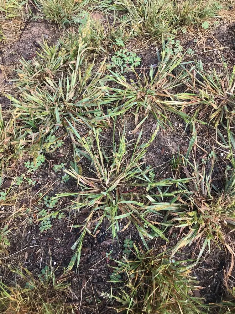 Trusted lawn mowing service with custom design in Albuquerque, NM by Lawn Doctor of Albuquerque