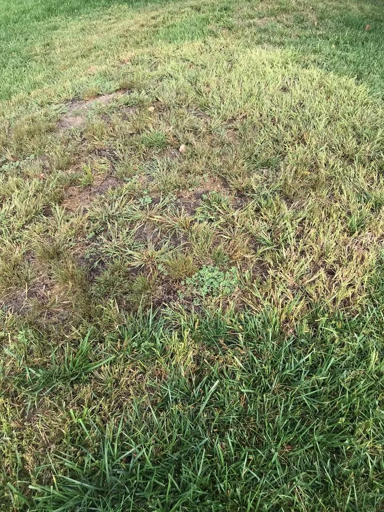 Professional outdoor landscaping in Albuquerque, NM by Lawn Doctor of Albuquerque