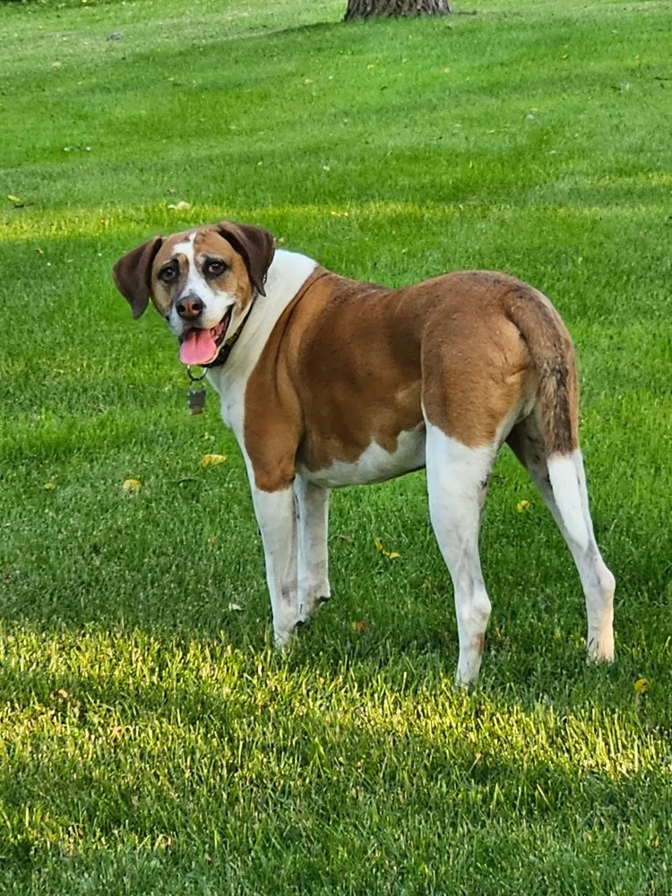 Expert outdoor landscaping for year-round maintenance in Lake Villa, IL by Lawn Doctor of Antioch