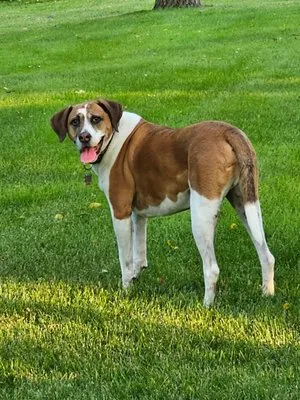 Lawn Doctor of Antioch