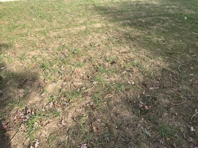 Affordable landscaping services in Apex, NC by Lawn Doctor of Cary-Apex