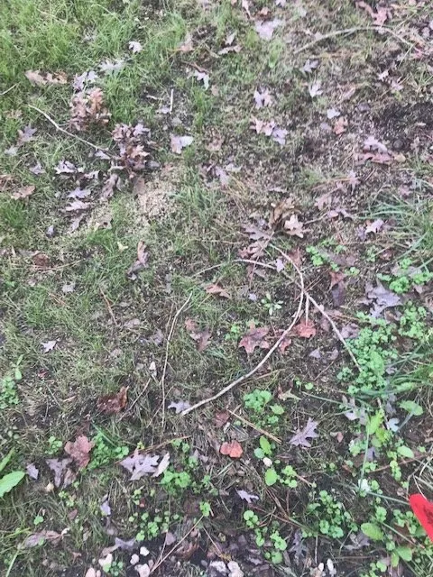 Expert garden landscaping in Apex, NC by Lawn Doctor of Cary-Apex