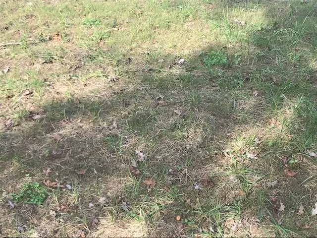 Trusted yard maintenance in Apex, NC - Lawn Doctor of Cary-Apex