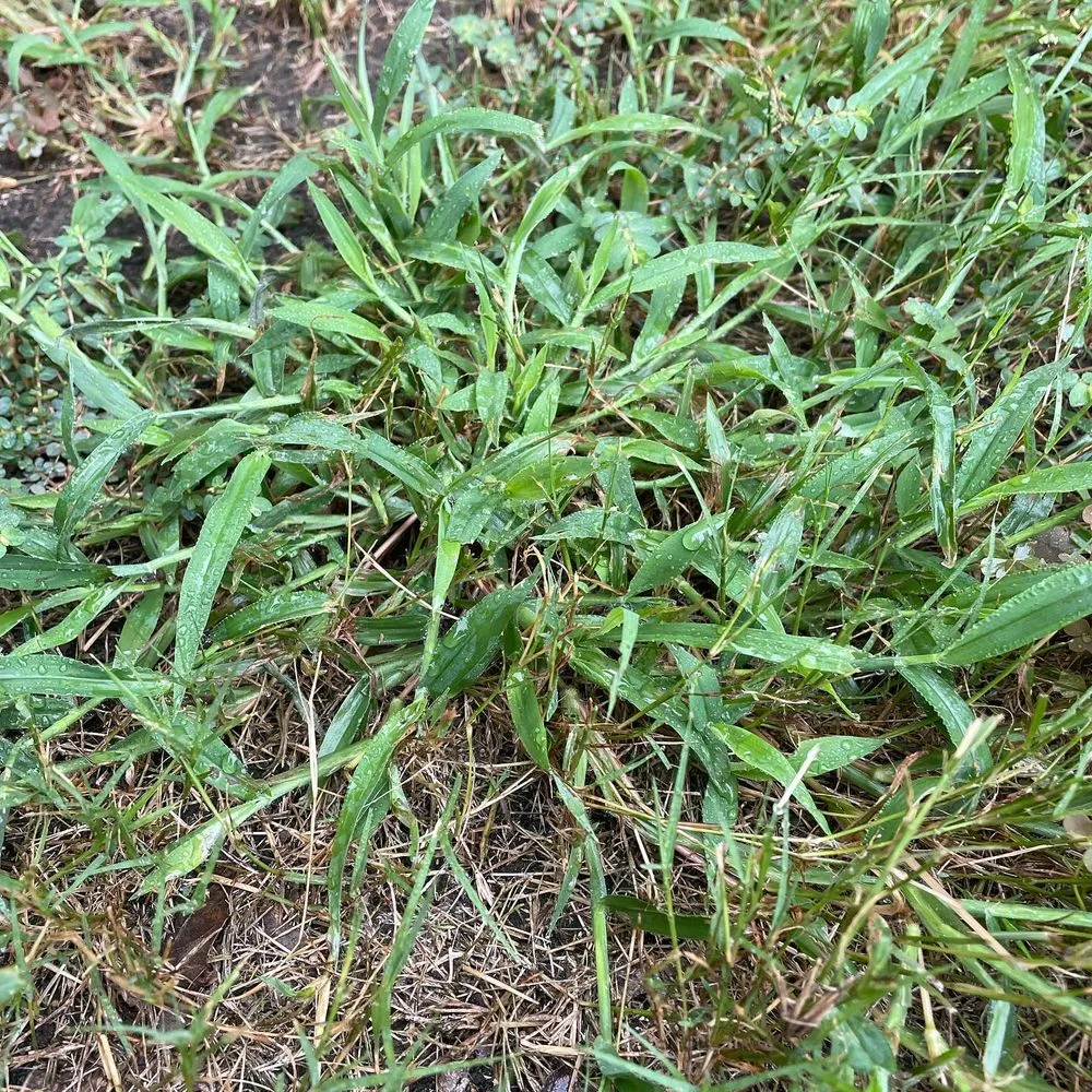 Local residential landscaping for homes in Leander, TX by Lawn Doctor of Cedar Park-Leander & Avery Ranch-Lake Travis