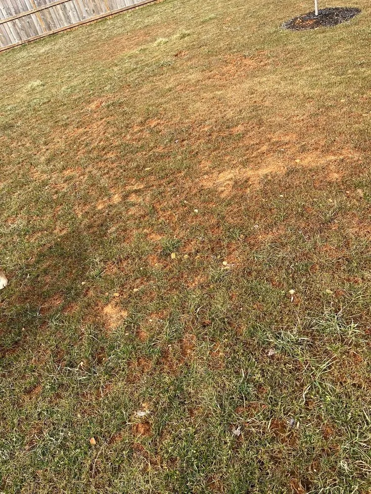 Affordable residential landscaping in Clarksville, TN by Lawn Doctor of Clarksville-Nashville