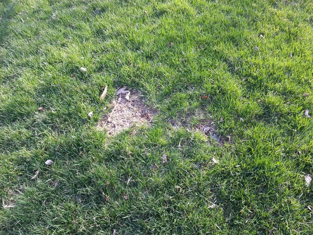 Trusted residential landscaping near you in Chalfont, PA by Lawn Doctor of Doylestown