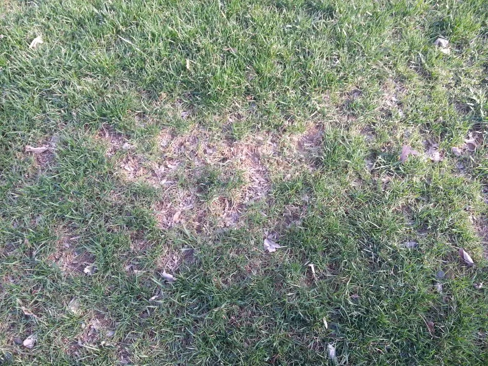 Reliable yard maintenance for beautiful yards across Chalfont, PA - Lawn Doctor of Doylestown