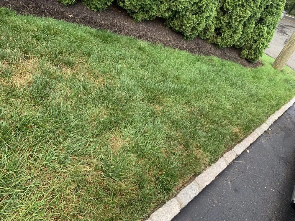 Top-rated lawn care service for beautiful yards in Stamford, CT by Lawn Doctor of Fairfield County and Westchester County