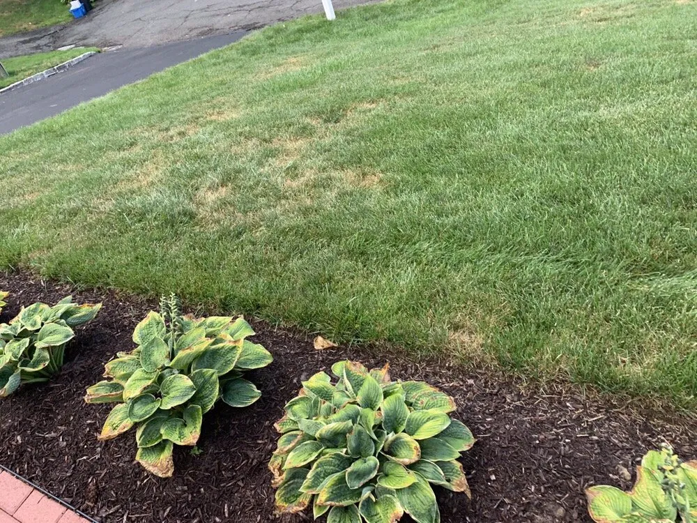 Professional yard maintenance in Stamford, CT - Lawn Doctor of Fairfield County and Westchester County