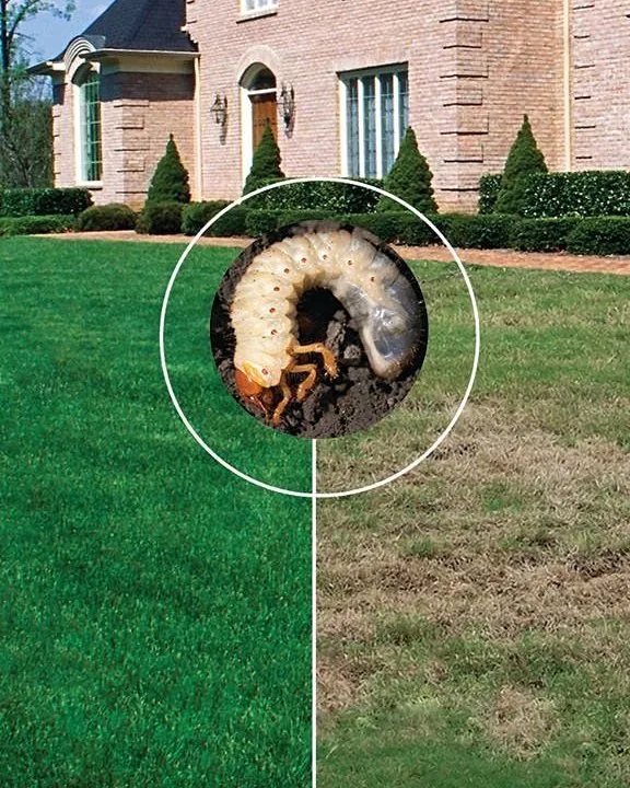 Affordable yard maintenance in Fort Collins, CO by Lawn Doctor of Fort Collins