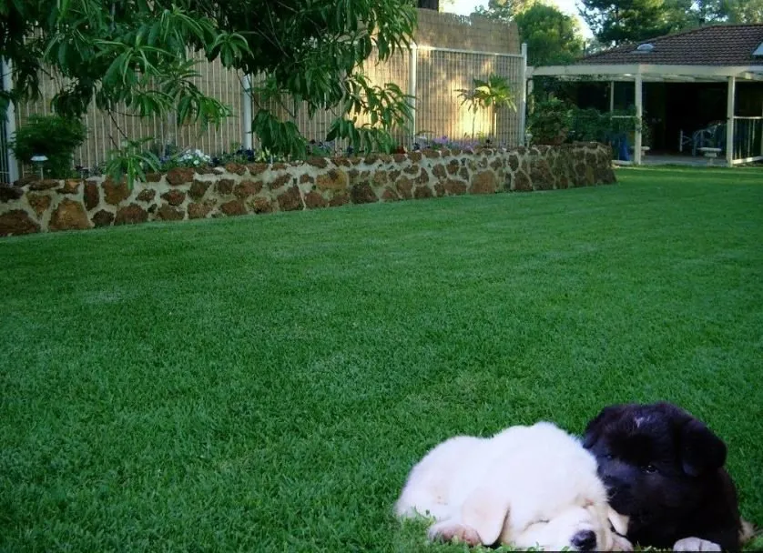 Professional yard cleanup service for outdoor upgrades in Fort Collins, CO by Lawn Doctor of Fort Collins