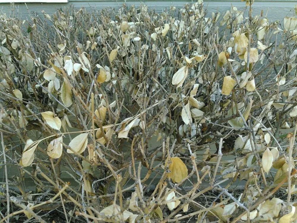 Custom lawn mowing service for residential properties in Fort Collins, CO by Lawn Doctor of Fort Collins