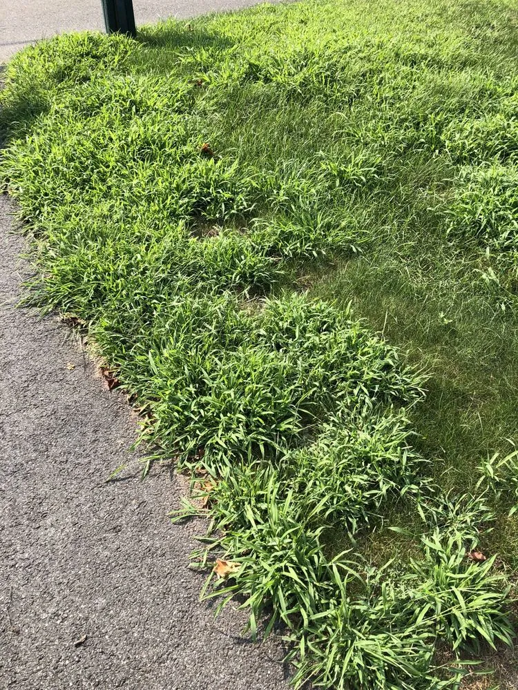 Custom landscape installation in Sandy Hook, CT by Lawn Doctor of Greater Oxford