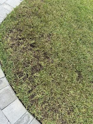 Lawn Doctor of Jacksonville-Southside-The Beaches Logo