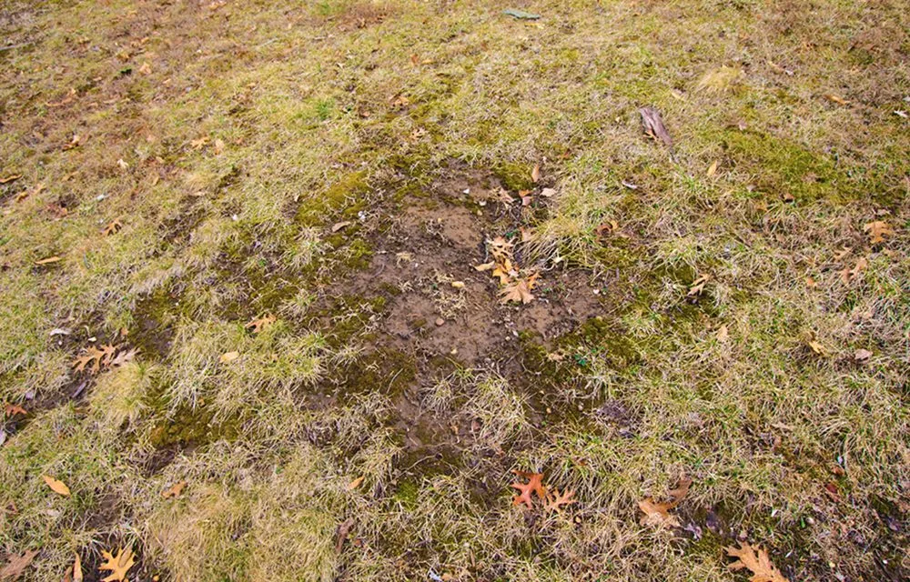 Trusted lawn mowing service in Deer Park, NY - Lawn Doctor of Long Island