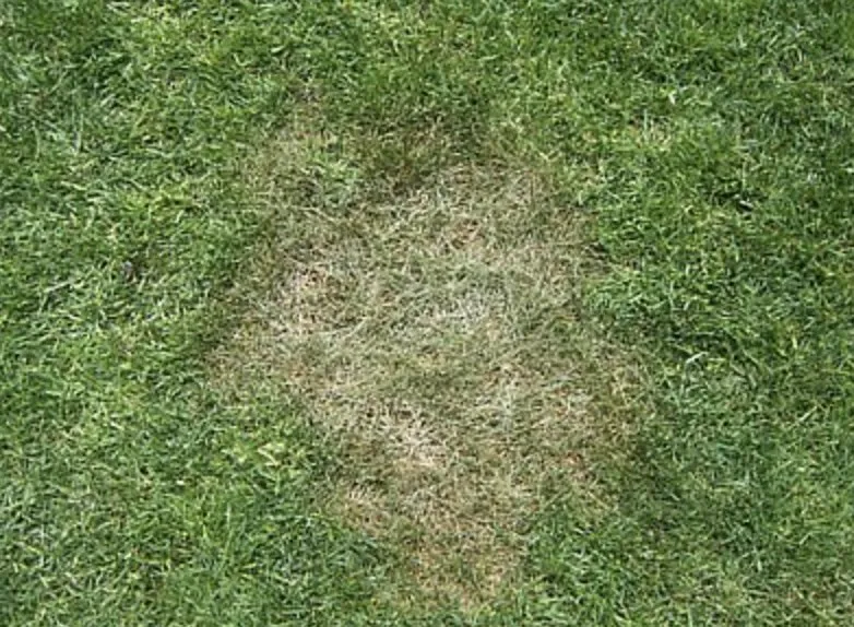 Local lawn mowing service in Deer Park, NY - Lawn Doctor of Long Island