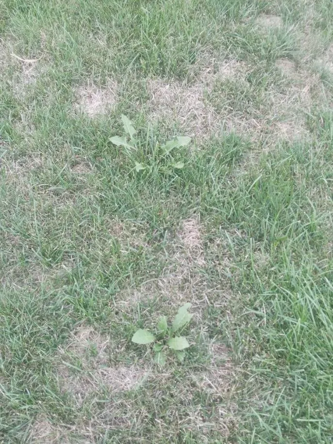 Trusted yard cleanup service experts serving Madison, WI - Lawn Doctor of Madison