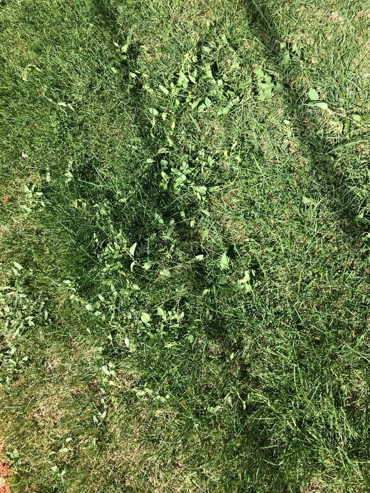 Reliable yard maintenance experts serving Lakewood, CO - Lawn Doctor of Metro Denver