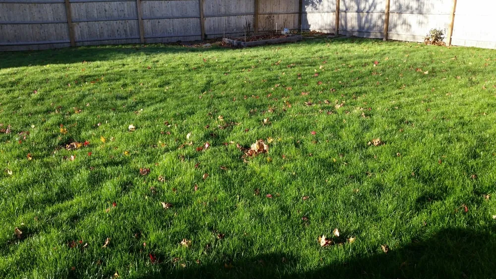 Trusted yard cleanup service in Littleton, MA by Lawn Doctor of Metro West and North Shore