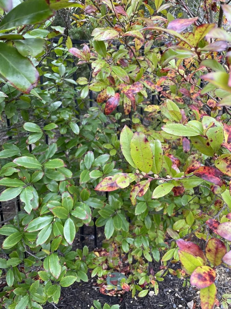 Professional lawn mowing service in Austin, TX by Lawn Doctor of North Austin