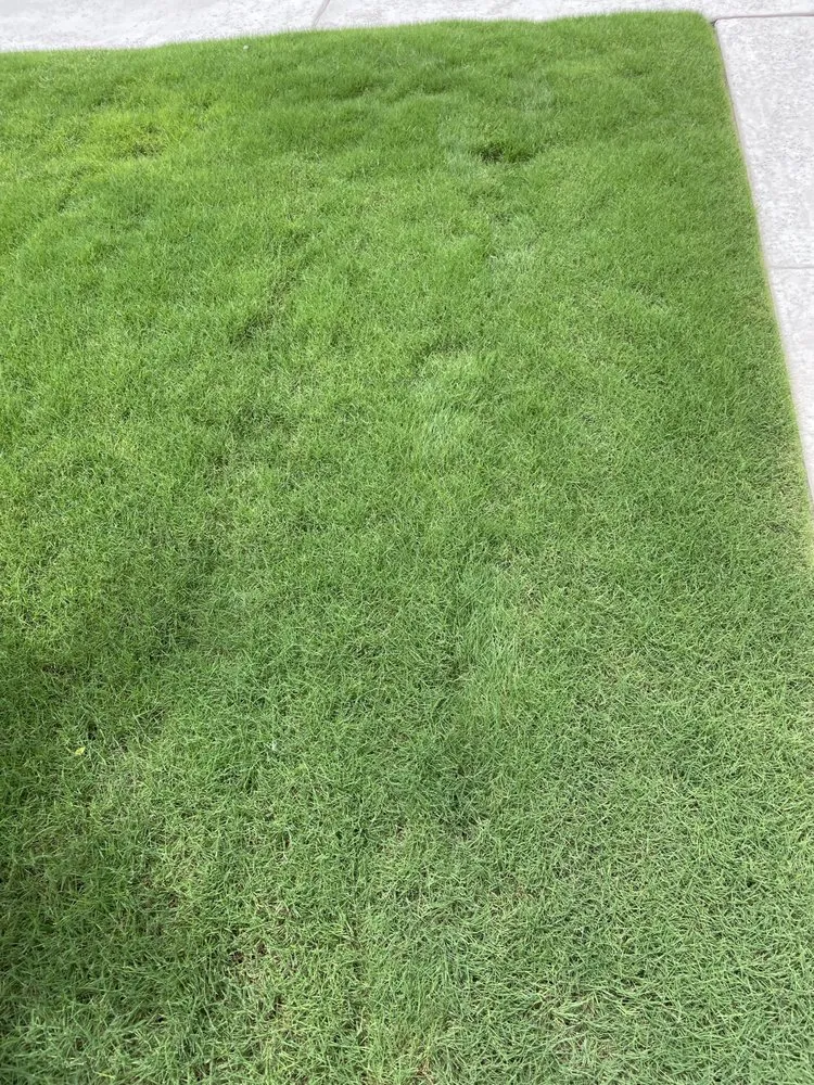 Reliable landscaping services in Austin, TX by Lawn Doctor of North Austin