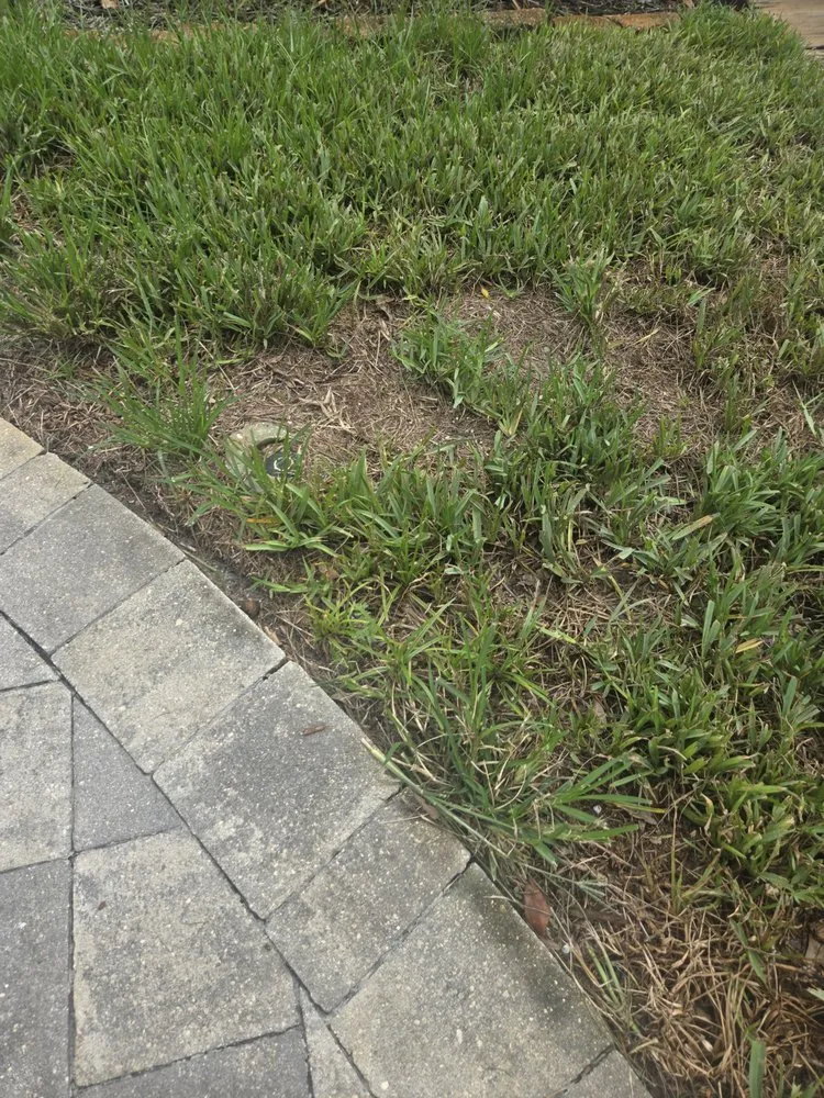Top-rated landscape installation for year-round maintenance across Pinellas Park, FL - Lawn Doctor of Pinellas Park-St. Petersburg