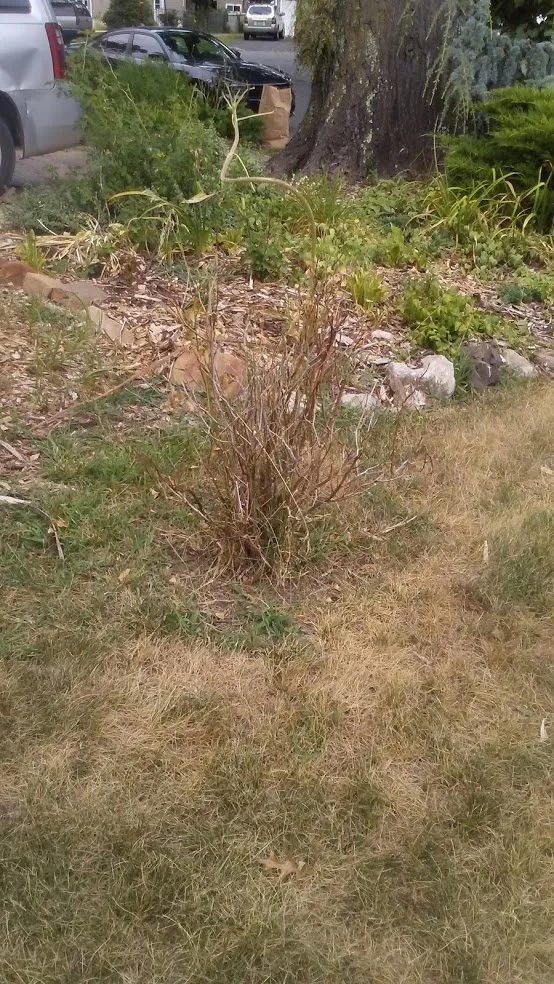 Affordable yard cleanup service experts serving New Brunswick, NJ - Lawn Doctor of SE Mercer & Middlesex County