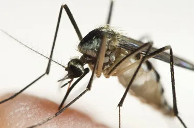 Reliable outdoor landscaping for beautiful yards across Garner, NC - Lawn Doctor of Southern Wake County