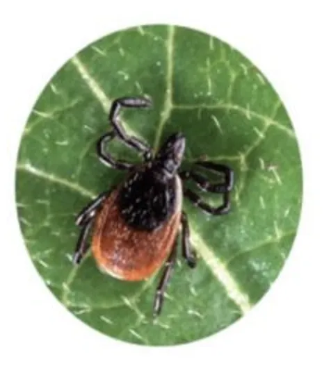 Reliable yard maintenance in Water Mill, NY by Lawn Doctor Of The Hamptons