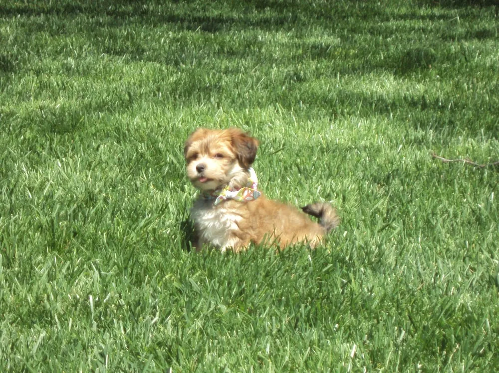 Local outdoor landscaping for beautiful yards in Virginia Beach, VA by Lawn Doctor of Virginia Beach