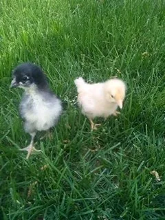 Reliable outdoor landscaping near you in Virginia Beach, VA by Lawn Doctor of Virginia Beach