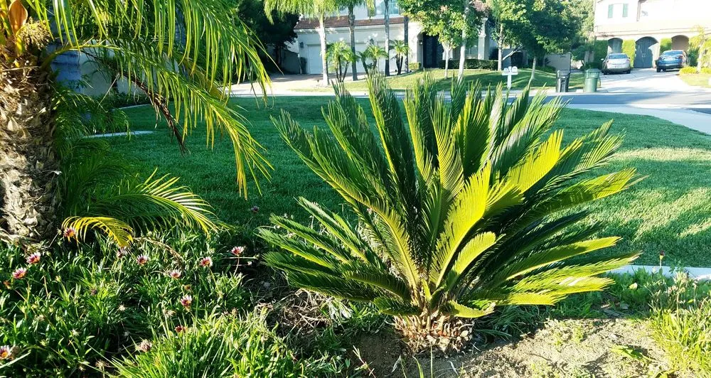 Top-rated landscape installation for outdoor upgrades across Ontario, CA - Lawn Doctor