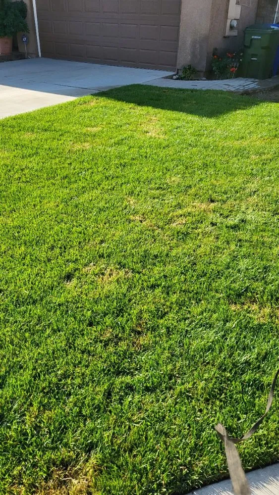 Trusted yard cleanup service in Ontario, CA - Lawn Doctor