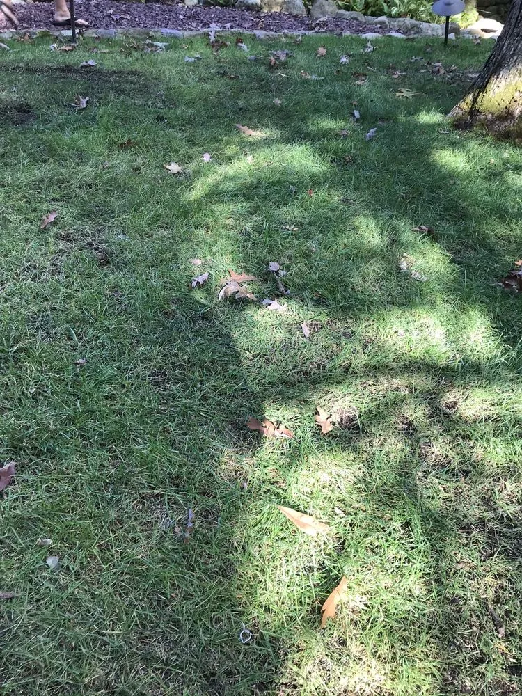 Expert lawn care service in Parsippany, NJ - Lawn Doctor