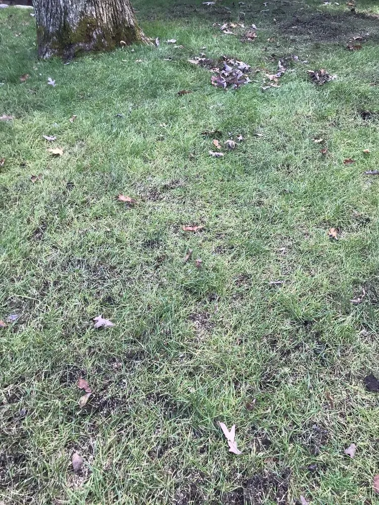 Custom landscaping services experts serving Parsippany, NJ - Lawn Doctor