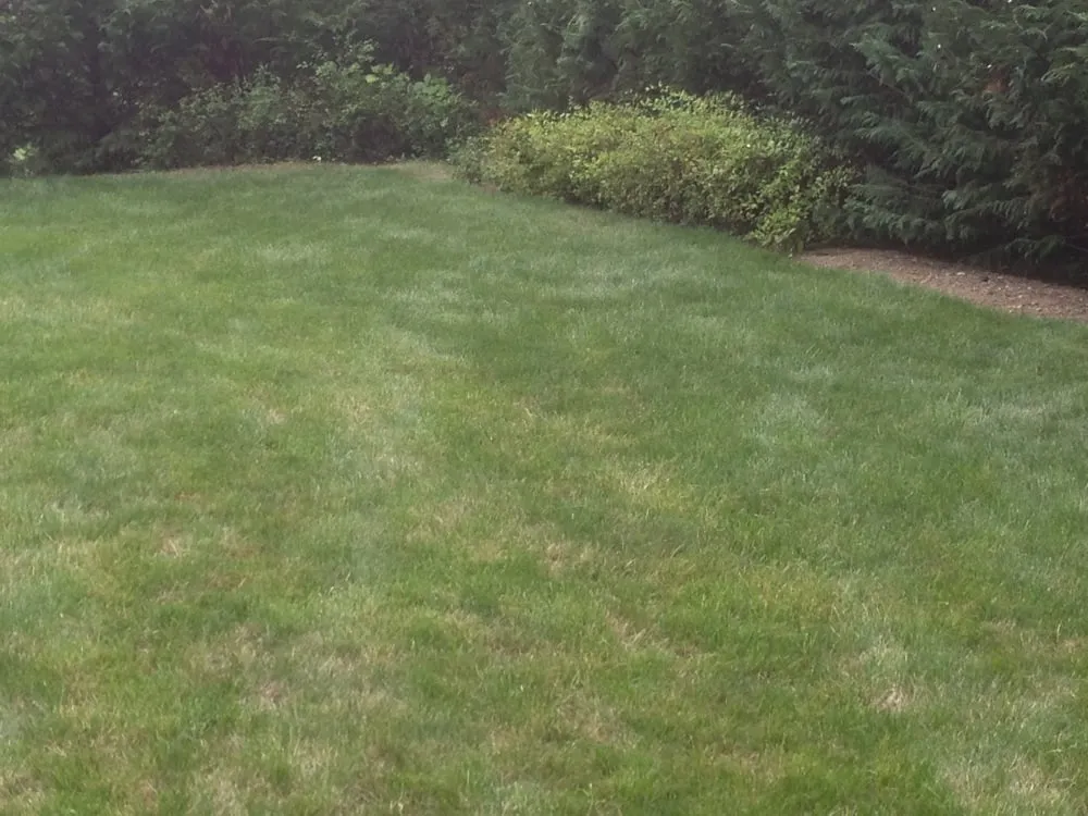 Top-rated lawn care service experts serving Plainview, NY - Lawn Doctor
