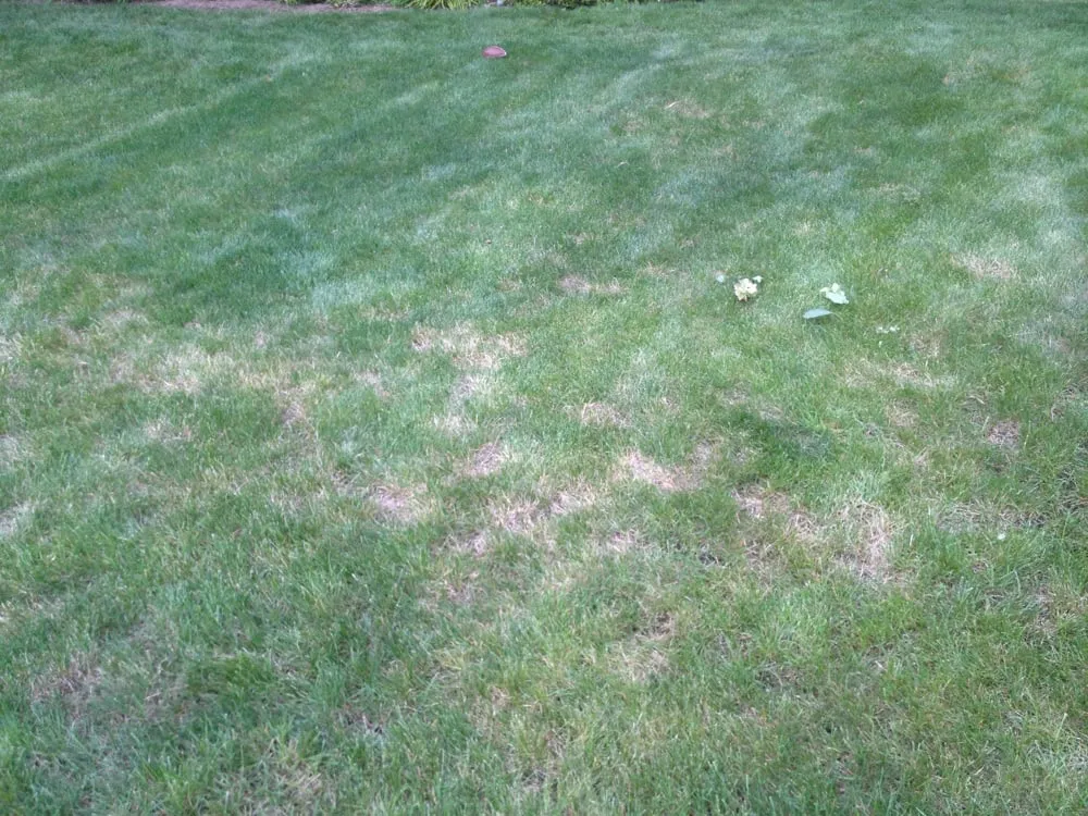 Trusted lawn care service for homes across Plainview, NY - Lawn Doctor