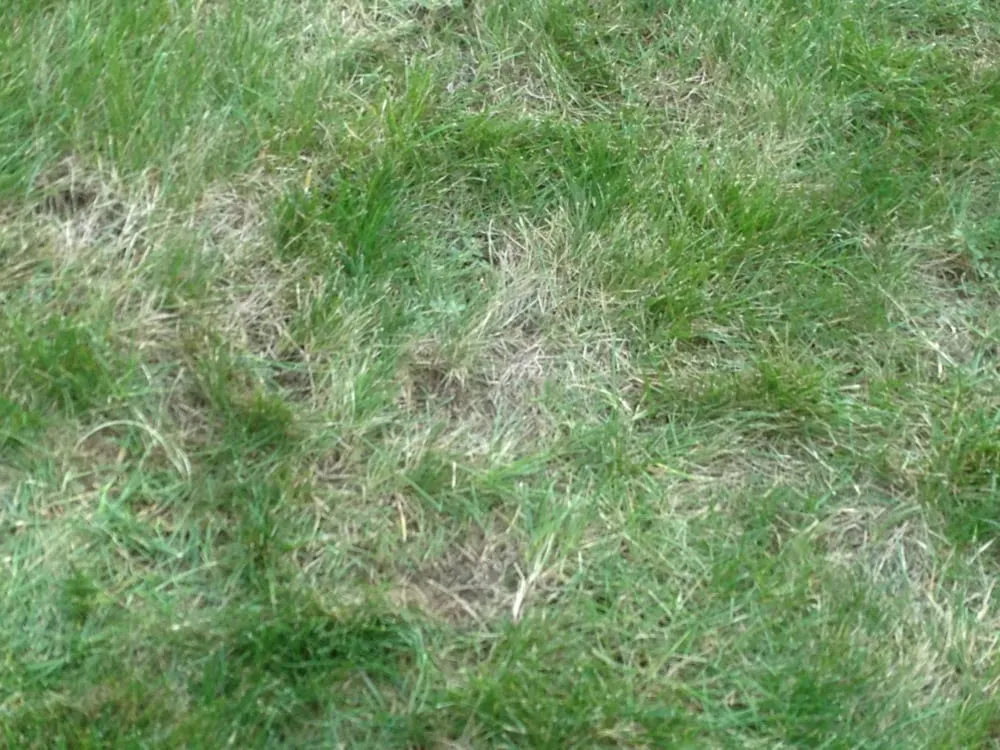 Expert lawn care service for outdoor upgrades across Plainview, NY - Lawn Doctor