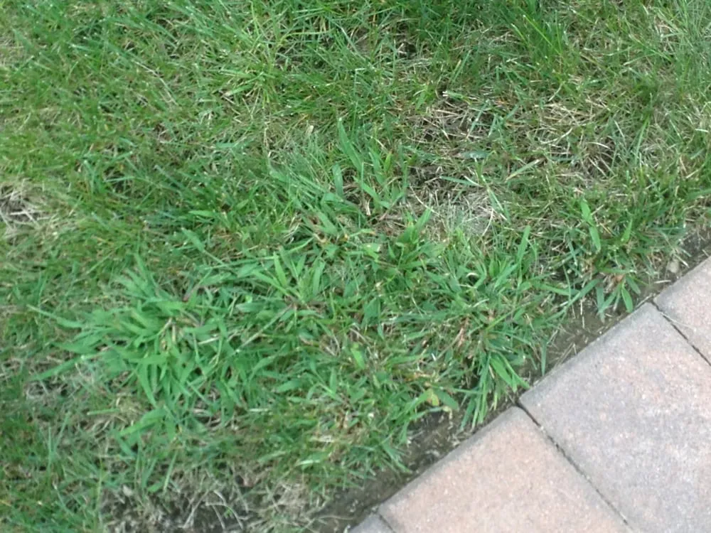 Top-rated landscaping services for outdoor upgrades in Plainview, NY by Lawn Doctor