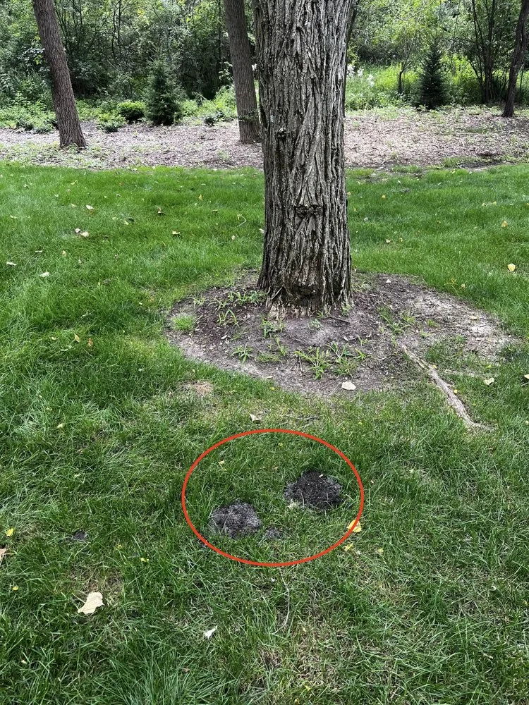 Top-rated residential landscaping in Richmond, IL - Lawn Doctor