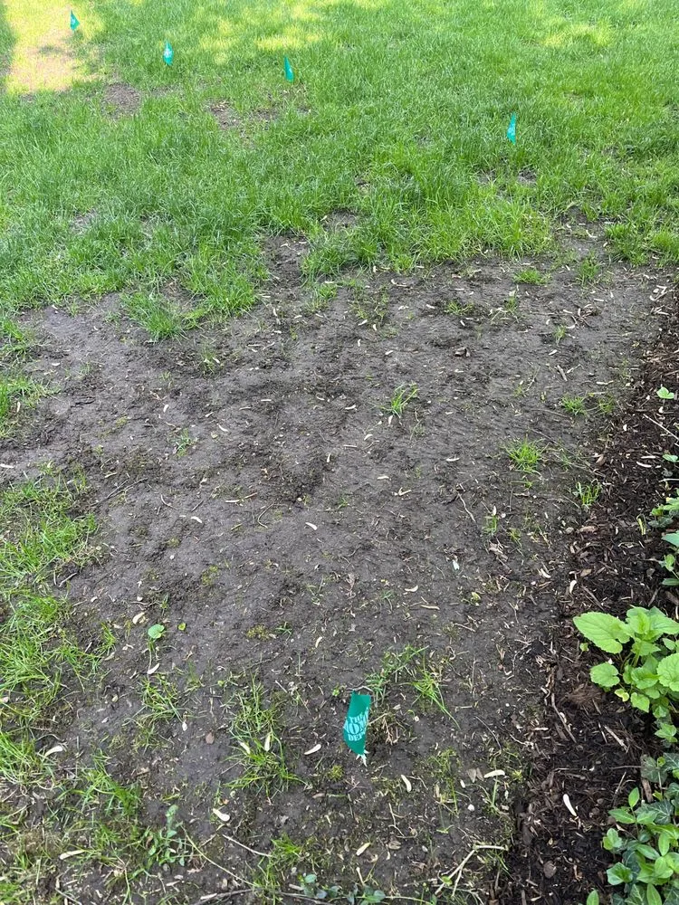 Expert yard cleanup service in Royal Oak, MI by Lawn Doctor