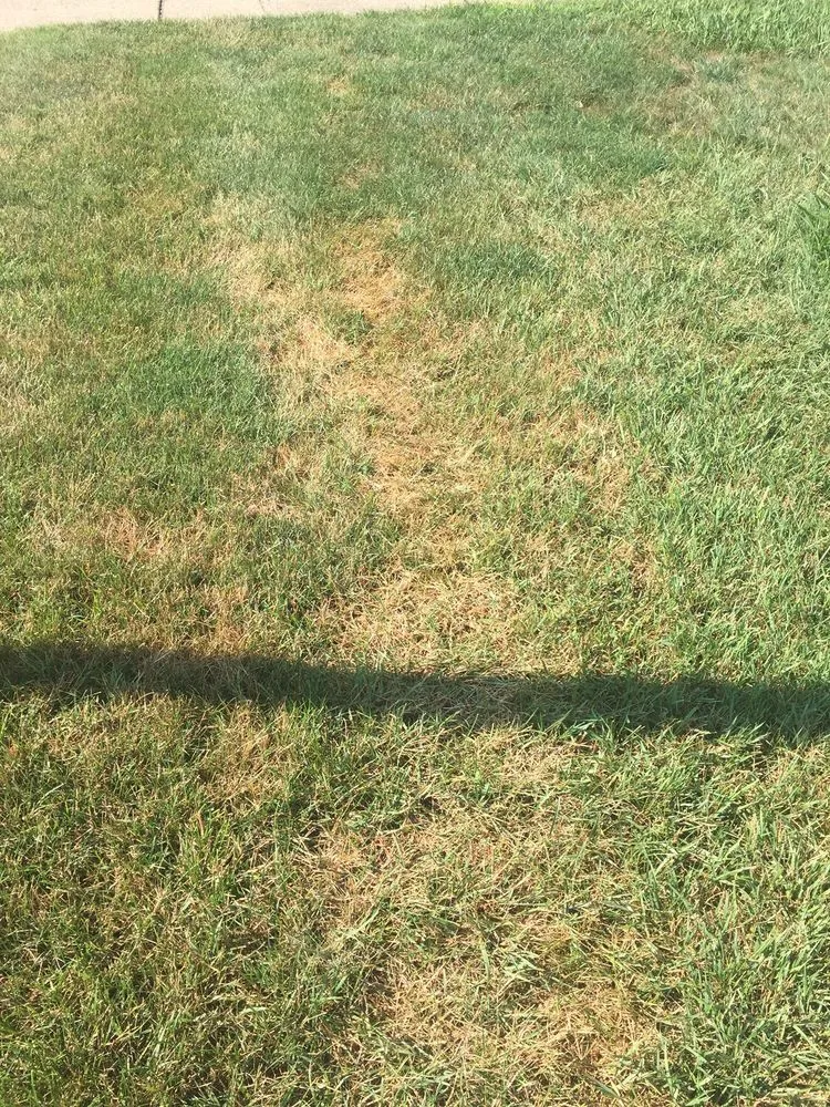 Custom landscaping services in Royal Oak, MI - Lawn Doctor