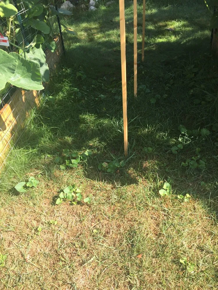 Trusted landscape installation in Royal Oak, MI by Lawn Doctor